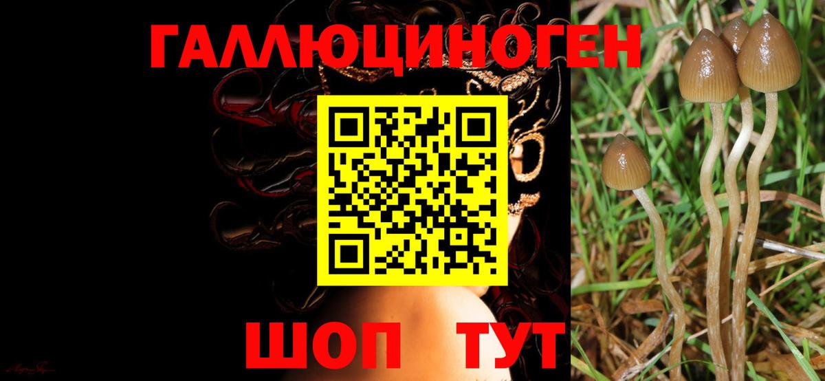 Галлюциногенные грибы Cubensis Углич